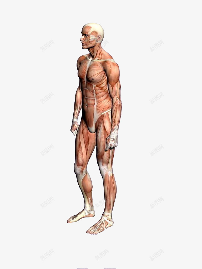 人体模型png免抠素材_88icon https://88icon.com 3D 人体 人体3D 建模 模型