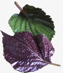 双子叶植物叶柄紫色的叶子高清图片