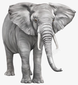 走路的大象正在走路的大象高清图片