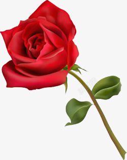 盛开的红玫瑰一枝玫瑰高清图片