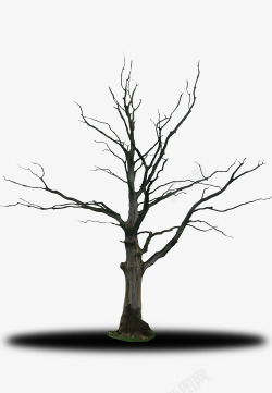 灰色枯木枯树高清图片