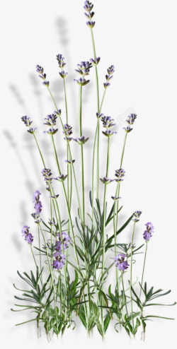小紫花紫色花朵植物高清图片