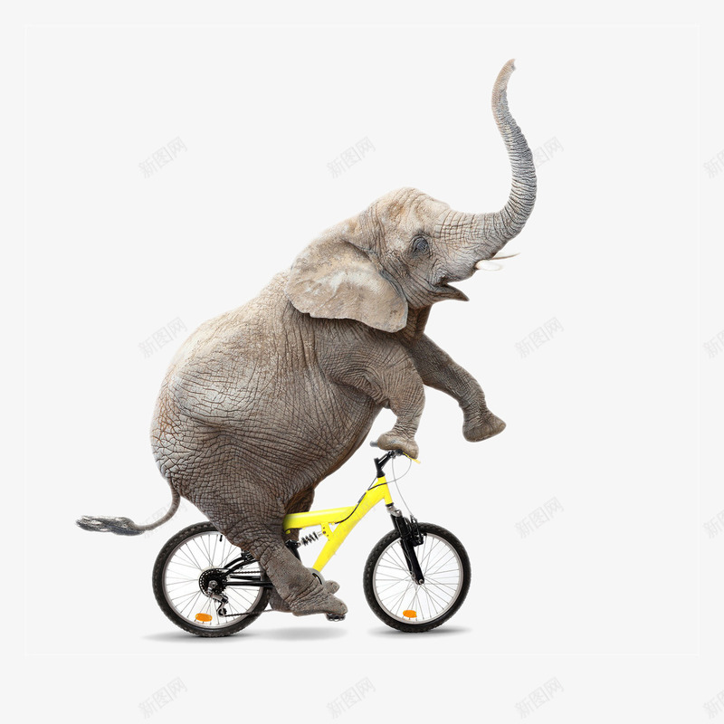 自行车大象png免抠素材_88icon https://88icon.com 一头 卡通 大象 手绘 简图 自行车 轮子 黄色