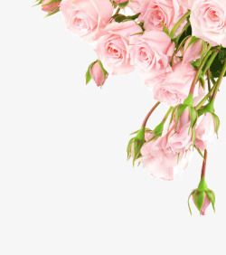 边框粉色玫瑰花朵装饰素材