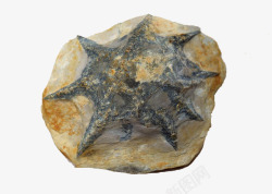 考古素材灰色海星化石高清图片