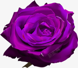 紫色玫瑰花艺术背景素材