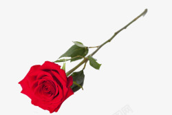 玫瑰刺红色玫瑰花高清图片
