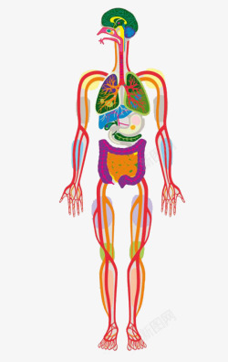 彩色人体器官形象表达素材