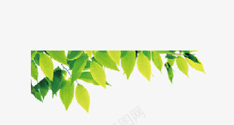 欢迎您回家欢迎回家树叶大png免抠素材_88icon https://88icon.com 大气 尊贵 时尚 树叶 欢迎回家 欢迎您回家