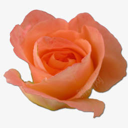 玫瑰桃2图标图标