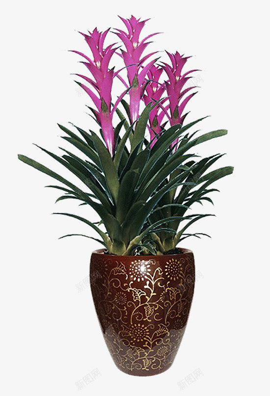 紫色花朵png免抠素材_88icon https://88icon.com 盆栽 紫色 花朵 鸿运 鸿运当头