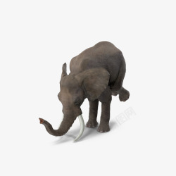 大象马戏特技素材