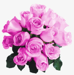 一束紫色玫瑰花素材