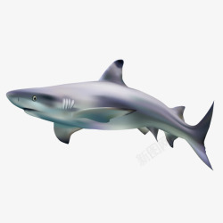 灰色的鱼卡通手绘灰色海豚鱼高清图片
