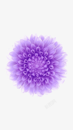 创意手绘合成紫色透明的花卉素材