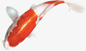 鲈鱼简洁大气海报png免抠素材_88icon https://88icon.com 大气 海报 简洁 设计 鲈鱼