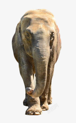 野生动物大象正面素材