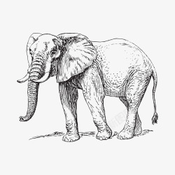 素描大象素描动物高清图片