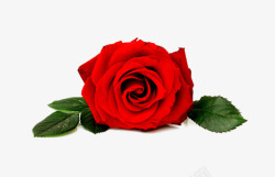 红色玫瑰花朵节日素材
