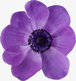 手绘紫色花朵花瓣素材