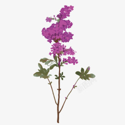 紫色花朵树枝紫草素材