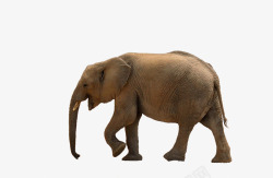 非洲象大象高清图片