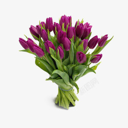 紫色郁金香一束紫色的郁金香高清图片