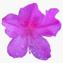 紫色的杜鹃花素材