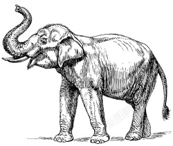 素描大象大象高清图片