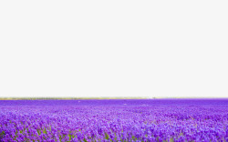 紫色花海素材