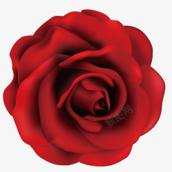 精美红玫瑰矢量图素材