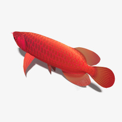 3d模型动物红龙鱼素材