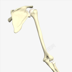 手绘骨骼3D示意图素材