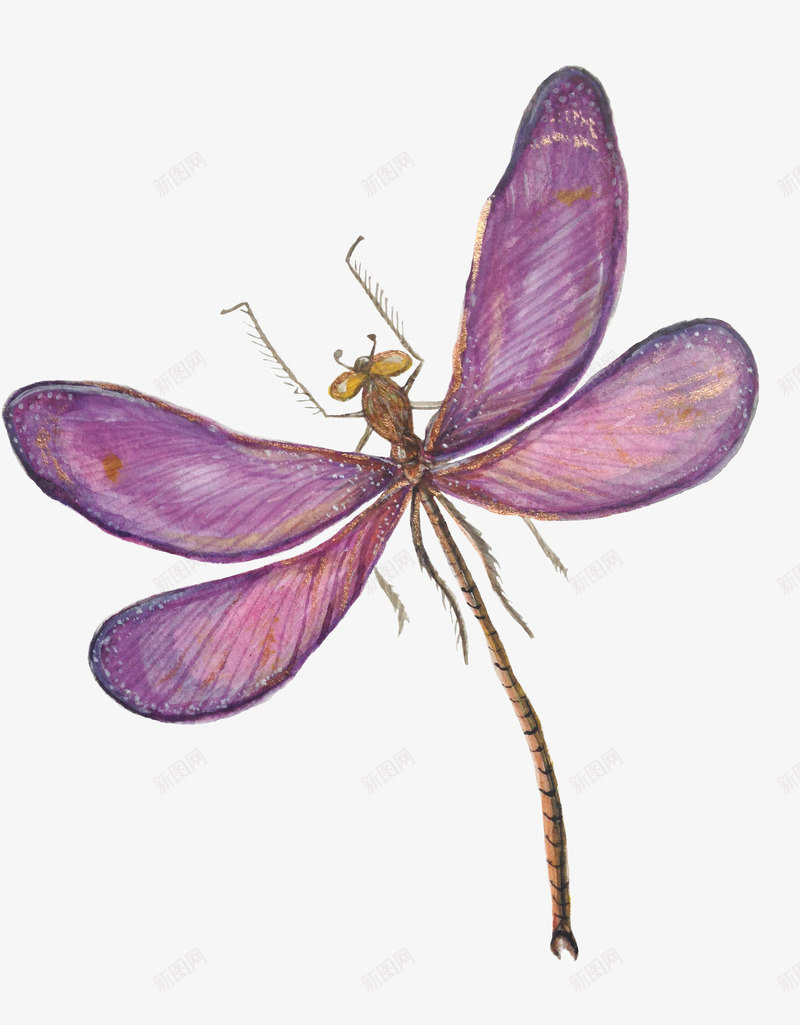 深紫色小蜻蜓标本png免抠素材_88icon https://88icon.com 动物标本 好看的翅膀 小蜻蜓 深紫色 美丽花纹 飞舞