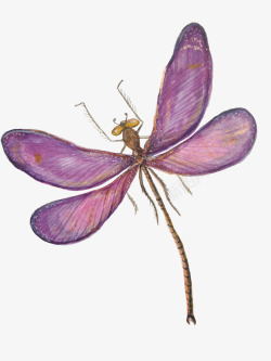 好看美丽深紫色小蜻蜓标本高清图片