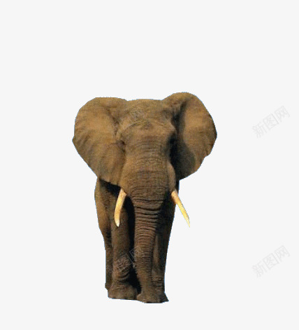 灰色大象大耳朵象牙png免抠素材_88icon https://88icon.com 大象 灰色 耳朵 象牙