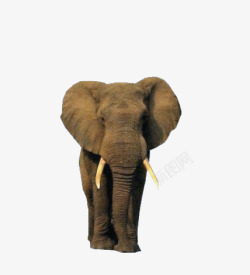 灰色大象大耳朵象牙素材