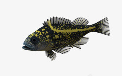 黄色黑色斑点鱼海底动物鱼黄色斑点鱼高清图片