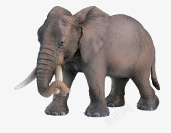 大象笨重的象牙长鼻素材