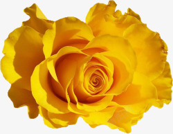 黄色绽放的玫瑰花特写素材