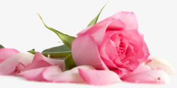 粉色初恋玫瑰花朵素材