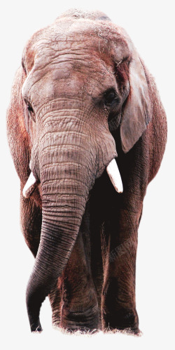 大象头特写素材