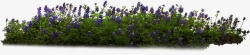 紫色花朵绿色植物装饰素材