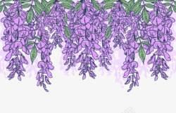 下垂的桉树叶紫藤背景图高清图片