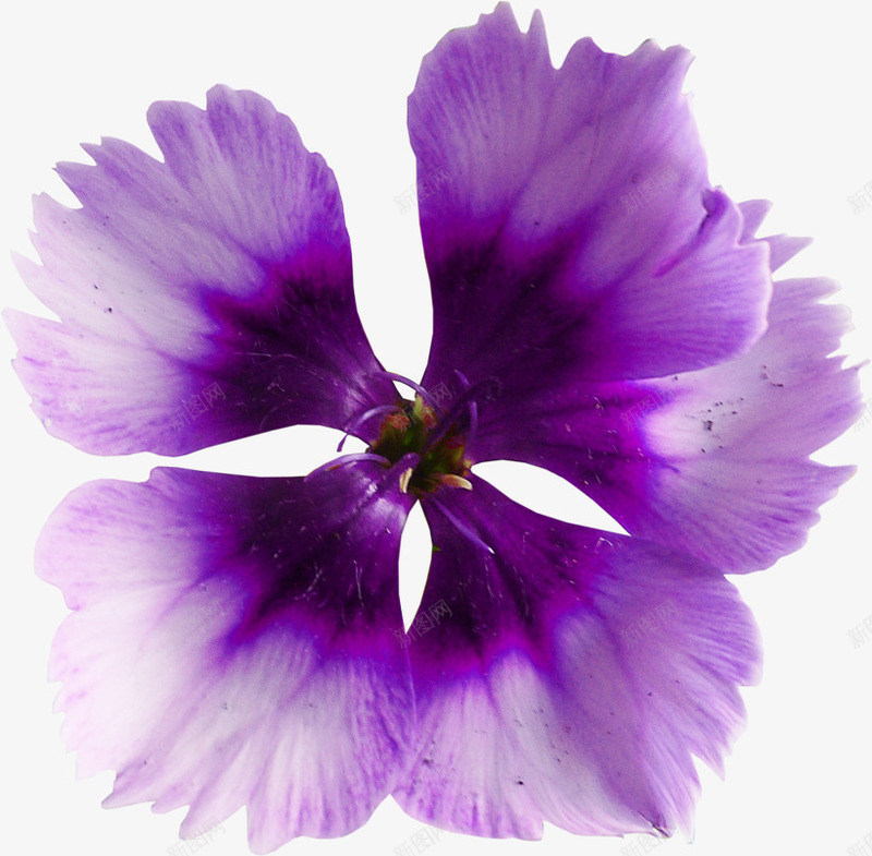 紫色漂亮藏红花png免抠素材_88icon https://88icon.com 漂亮藏红花 紫色藏红花 花朵 花瓣 鲜花