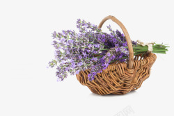 装在篮子里的紫色薰衣草素材