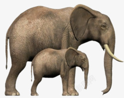 大象母子灰色素材