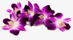 野花紫色花瓣花紫色石斛花高清图片
