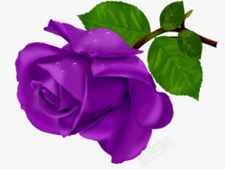 手绘紫色玫瑰花素材