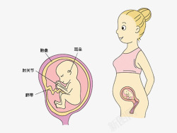 胎儿和孕妈妈发育卡通图素材